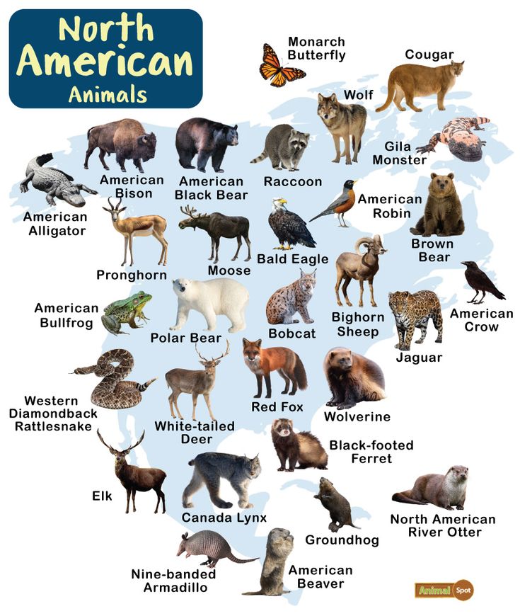 the north american animals are shown in this map, with names and pictures on it