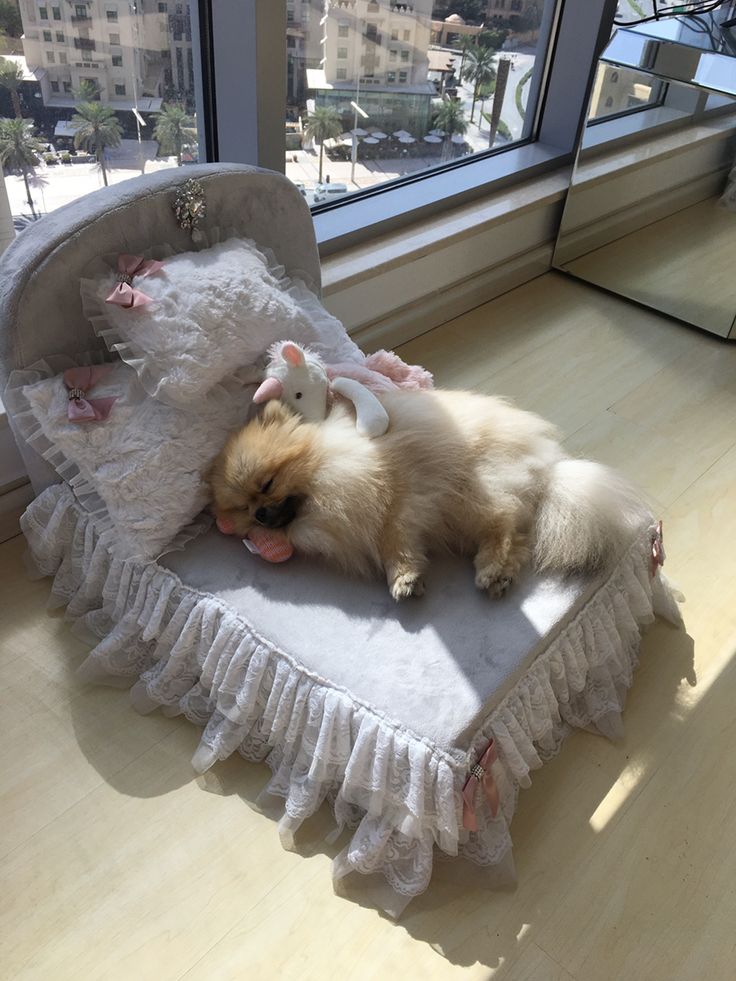 a dog laying on top of a bed in front of a window next to a stuffed animal