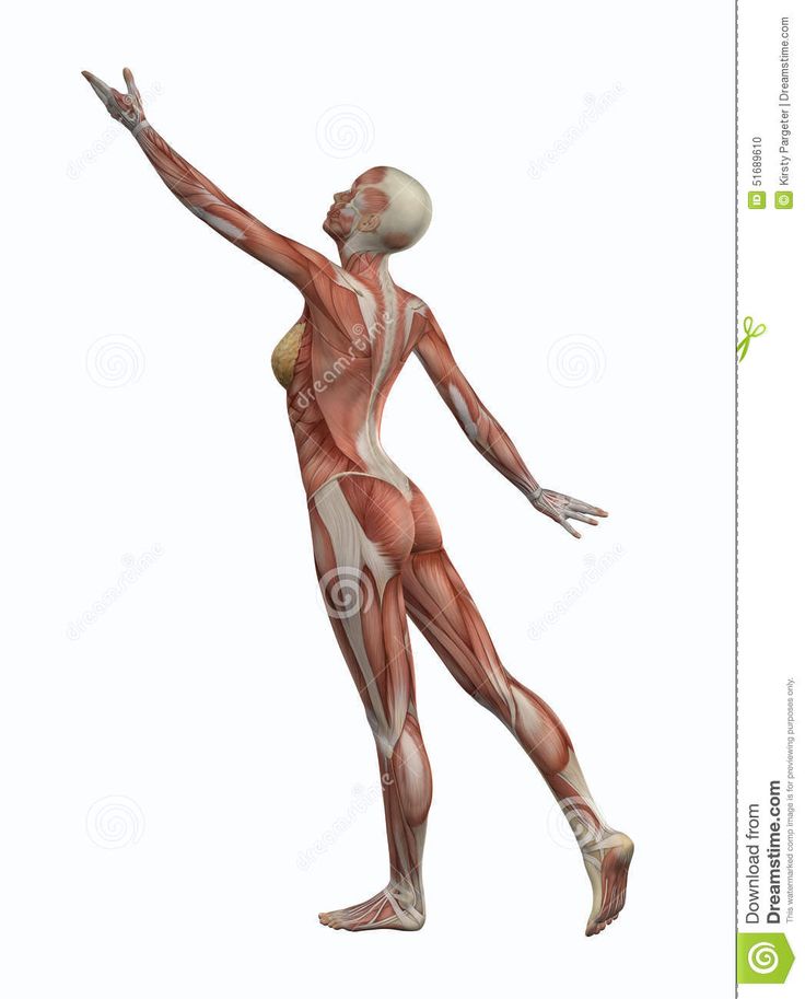 an image of a female muscle model in full body stock photo - 549874