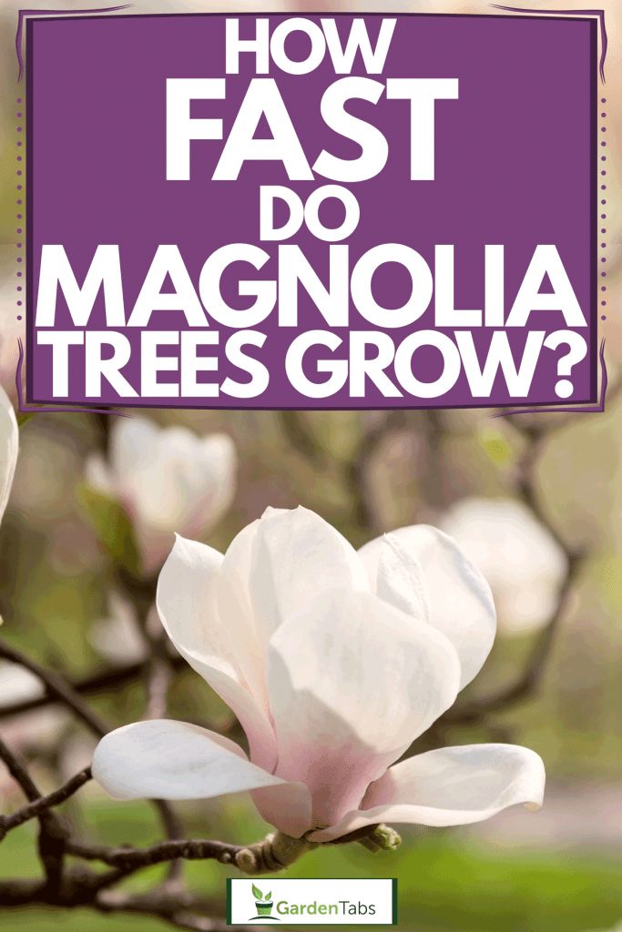 a white flower with the words how fast do magnolia trees grow?