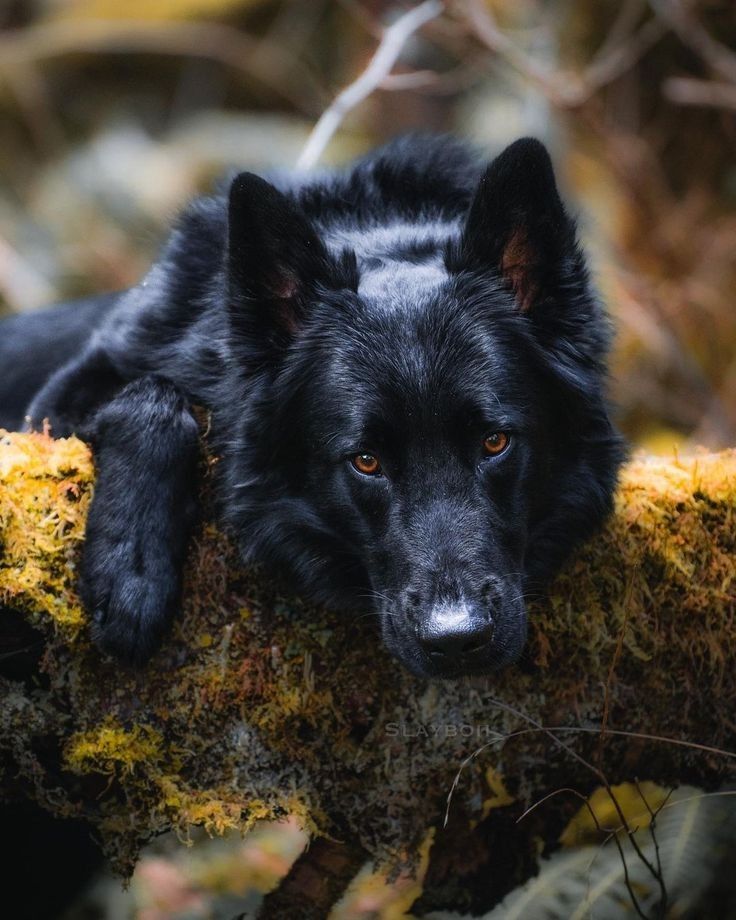 a black dog laying on top of a moss covered tree branch in the woods with its eyes wide open