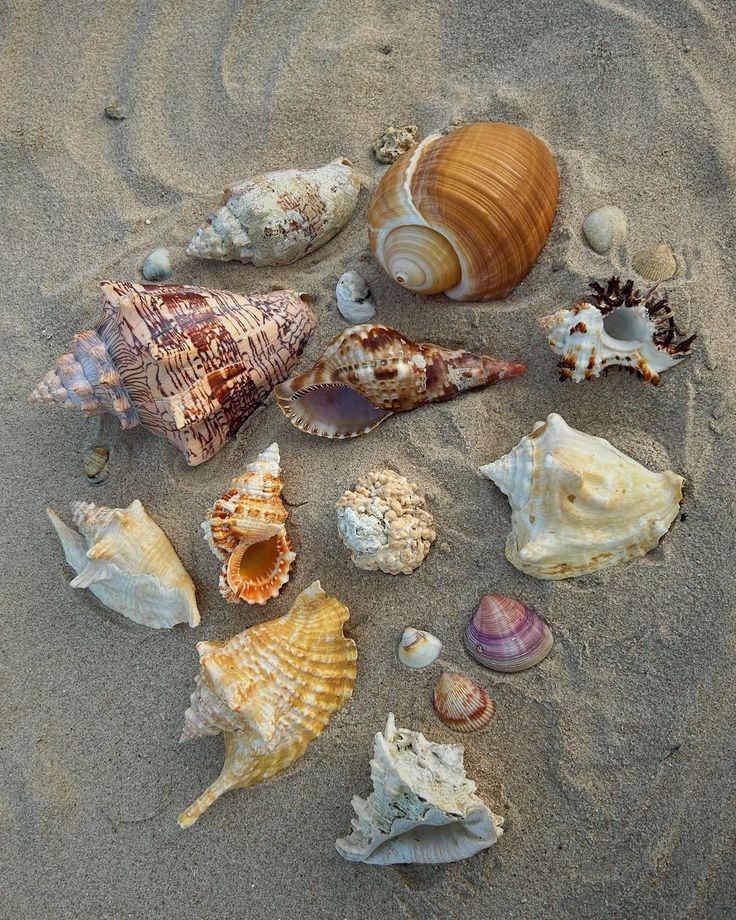 many different seashells are laying on the sand