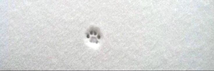 an animal's paw is seen through the snow in this aerial view from above