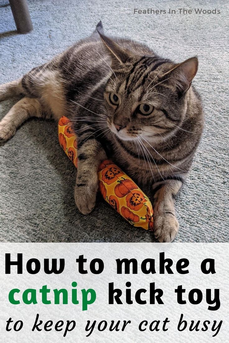 a cat laying on the floor with a tie around it's neck that says how to make a catnip rick toy to keep your cat busy