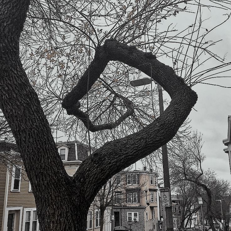 a tree with no leaves in front of some buildings