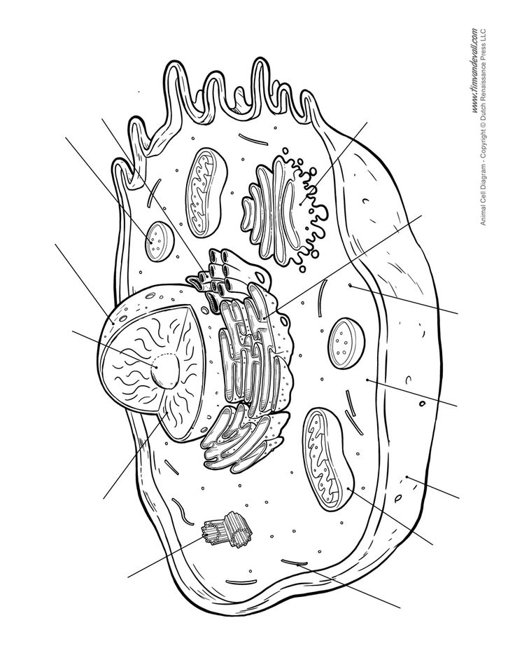 an animal cell diagram with labeled parts