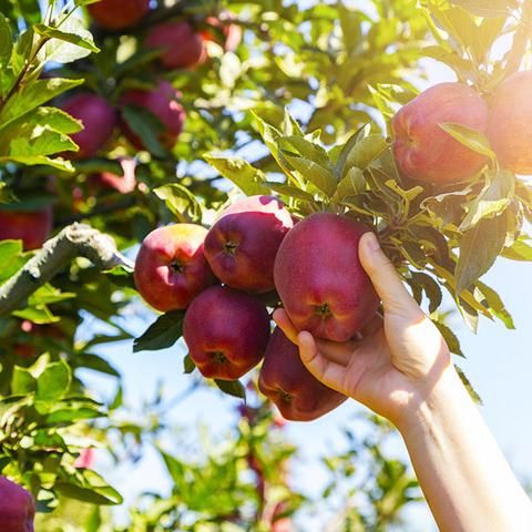 a person picking apples from a tree on a sunny day