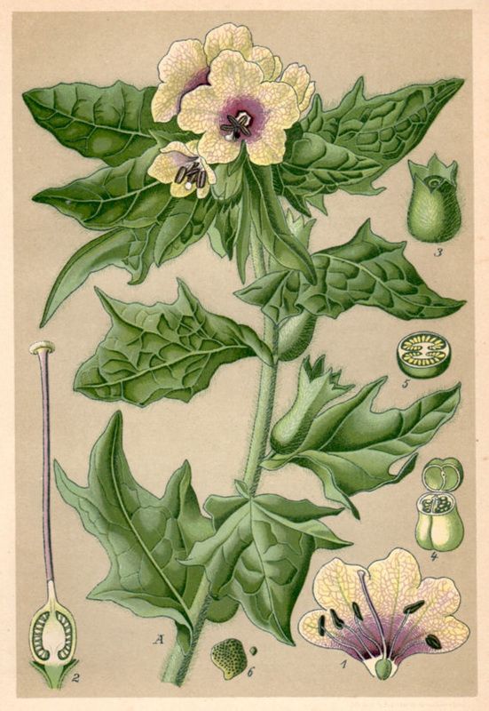 an illustration of flowers and leaves on a white background