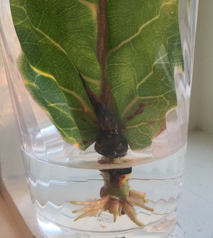 a close up of a plant in a glass vase