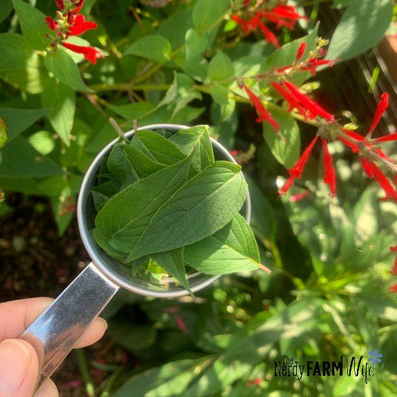 a hand holding a magnifying glass filled with green leaves and red flowers in the background