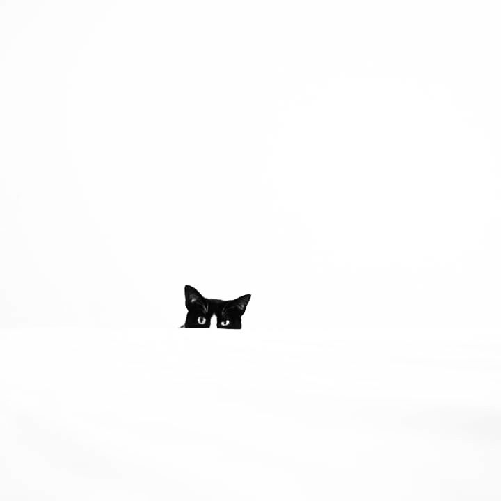 a black cat standing in the middle of a white snow covered field with its eyes closed