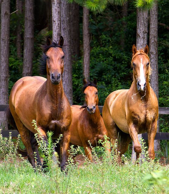 three brown horses standing next to each other on a lush green field with trees in the background