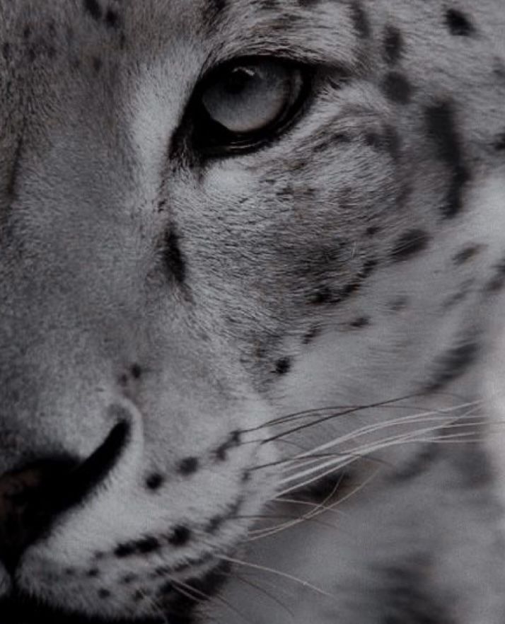 a close up of a snow leopard's face, with black and white background