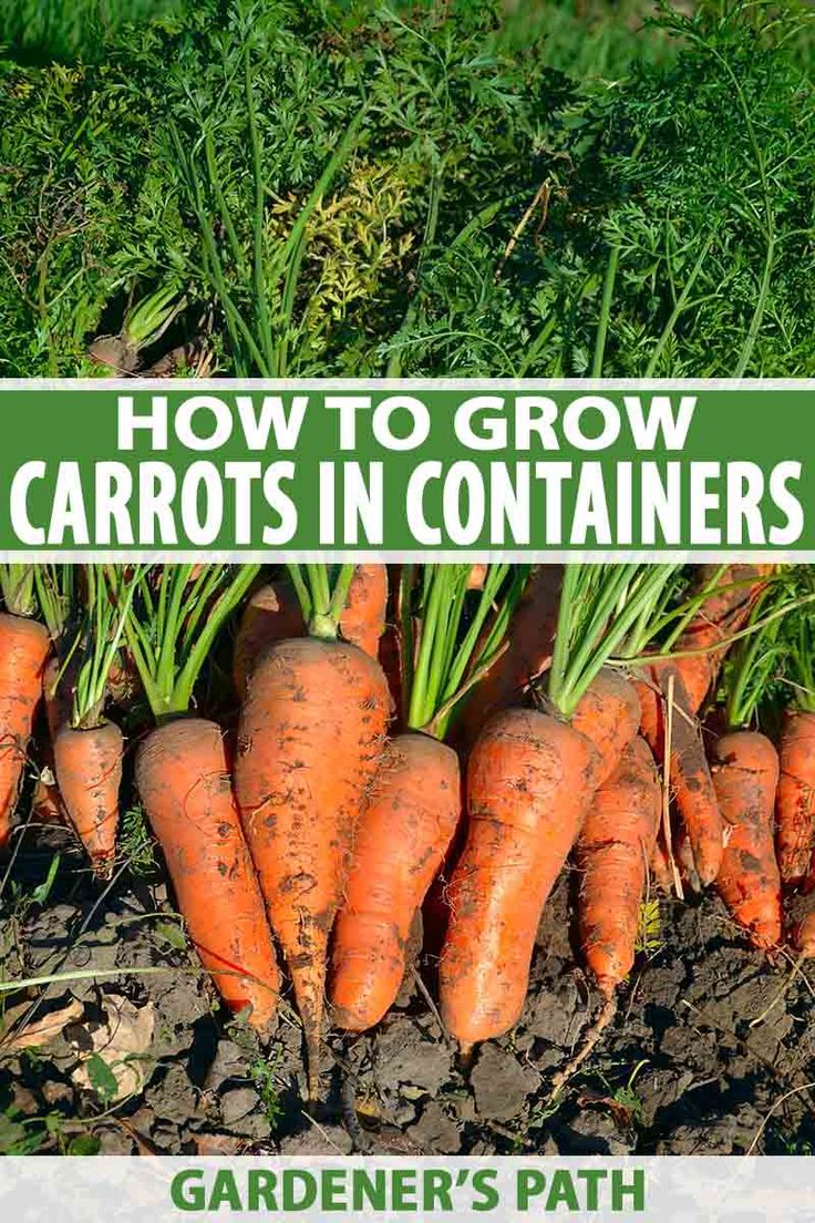 carrots growing in the garden with text overlay how to grow carrots in containers