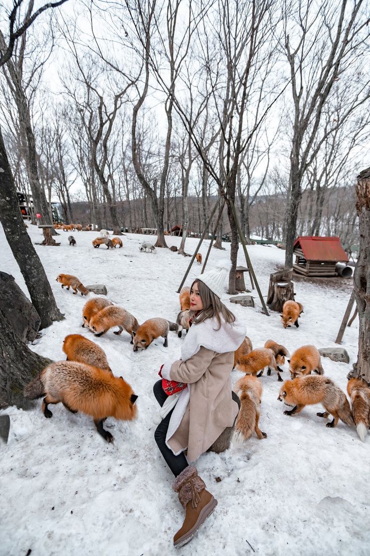 a woman sitting in the snow surrounded by foxes