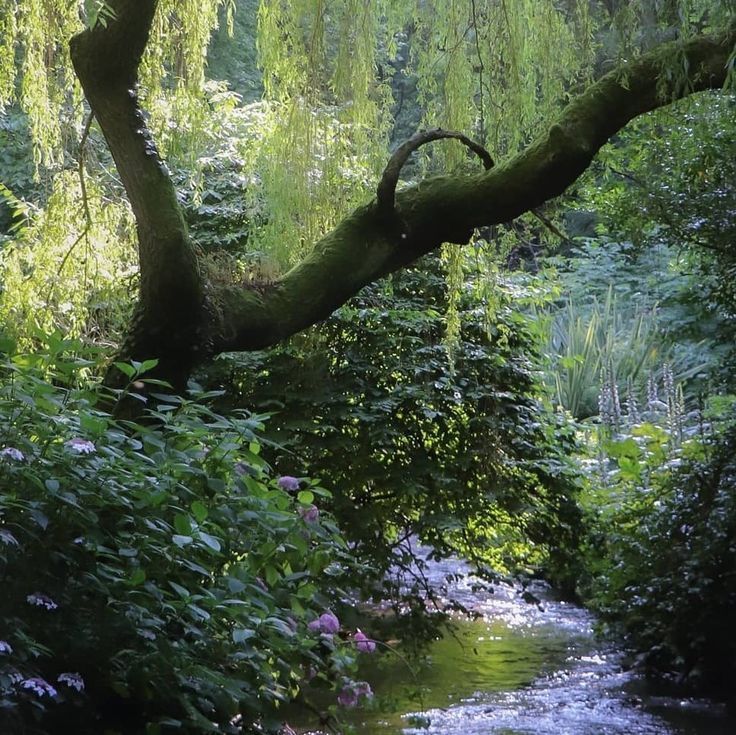 a stream running through a lush green forest filled with trees and flowers on either side of it