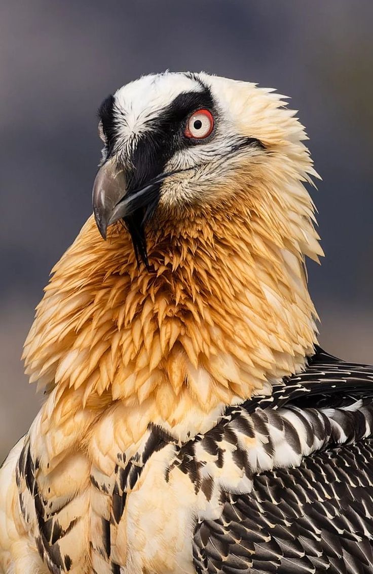 a close up photo of a bird with red eyes