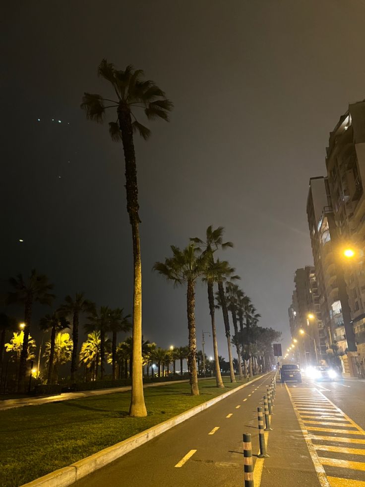 palm trees line the street at night in an urban area with tall buildings on both sides