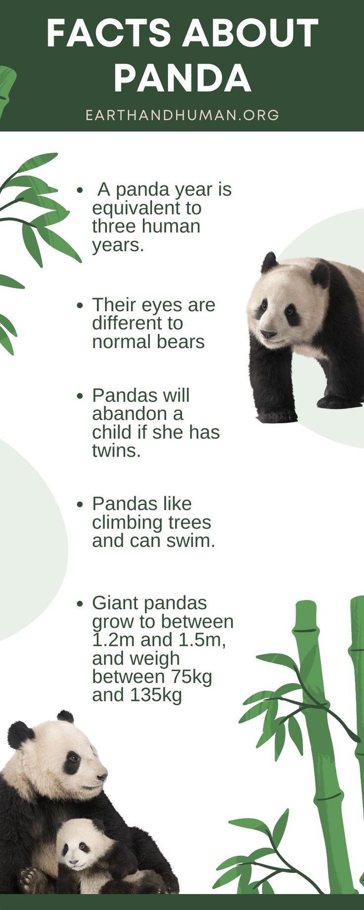 Interesting Facts about panda Panda Habitat Diorama, Panda Habitat Project For Kids, Panda Bear Activities, Amazing Animals Theme Toddlers, Panda Diorama, Wild Animal Activities, Panda Facts For Kids, 2025 Cookies, Bear Facts For Kids