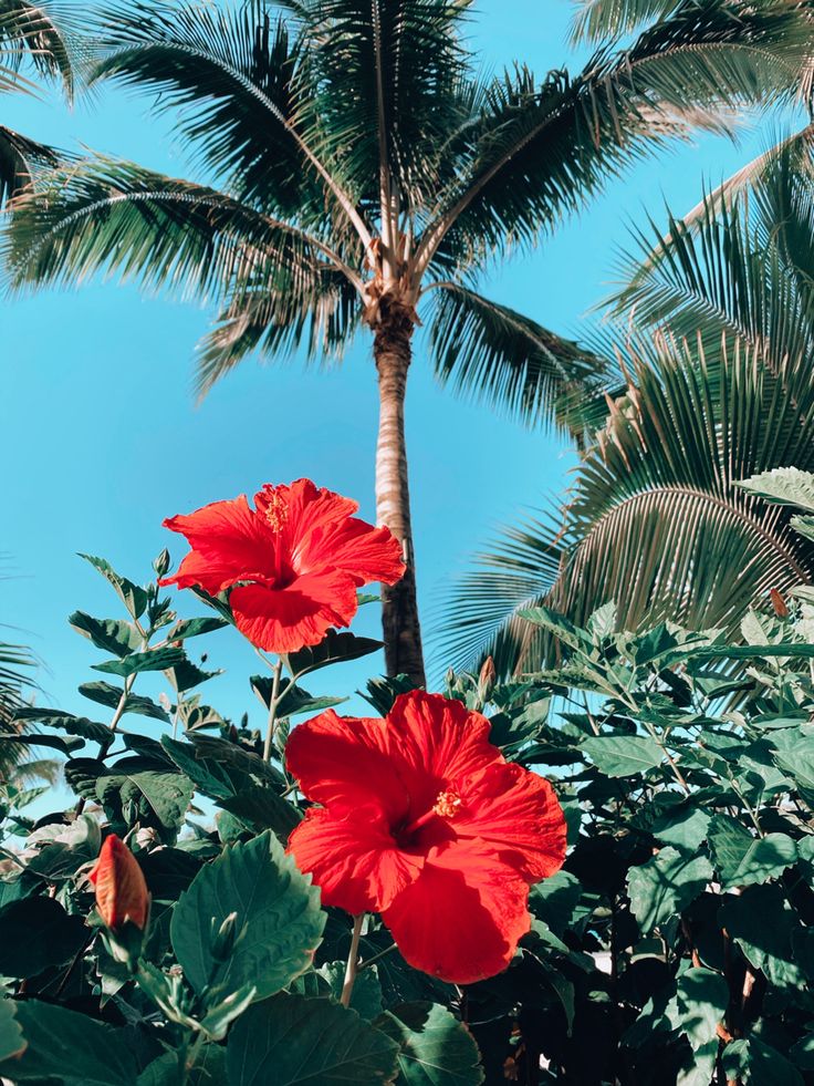 two red flowers are in the middle of green leaves and palm trees against a blue sky