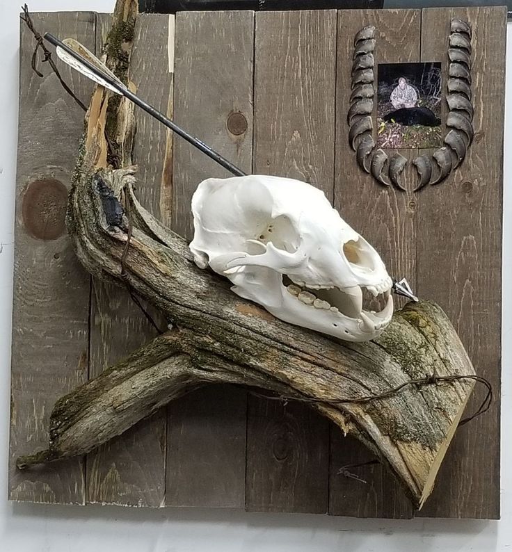 Trophy of Bear hunt, mount has Skull, claws, and arrow. Bear Skull Mount, Skull Mount Ideas, Hunting Mounts, Black Bear Hunting, Skull Display, Duck Mounts, Deer Skull Decor, Deer Mount Ideas, Deer Hunting Decor