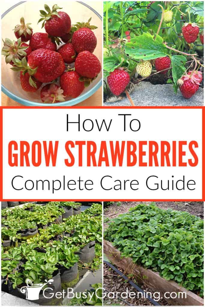 strawberries growing in the garden with text overlay that reads how to grow strawberries complete care guide