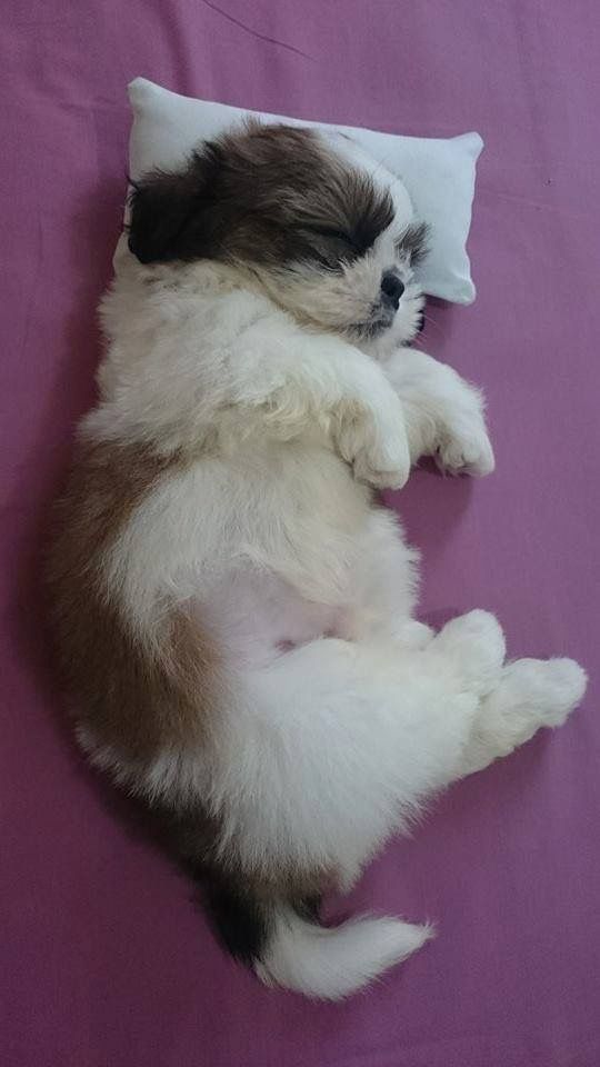 a brown and white puppy sleeping on top of a purple blanket next to a pillow