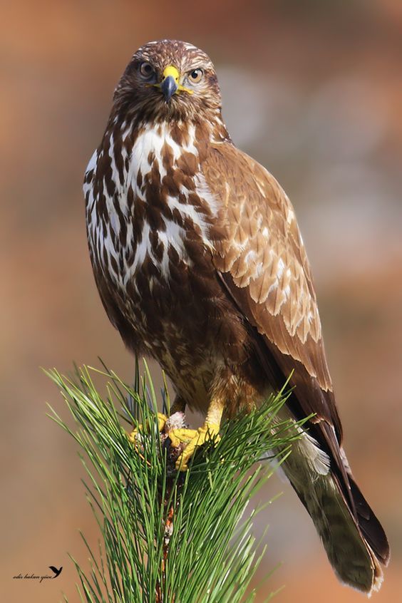 a brown and white bird sitting on top of a pine tree