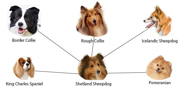 the different breeds of dogs are shown in this diagram, which shows them's names