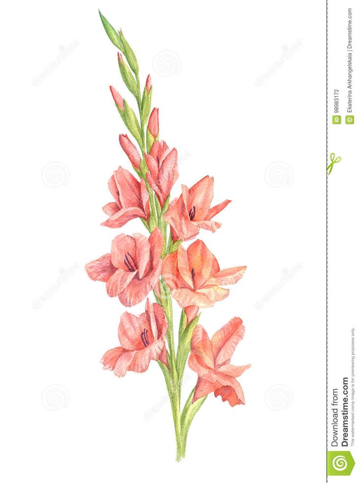 watercolor painting of pink flowers with green stems and leaves on white background stock photo