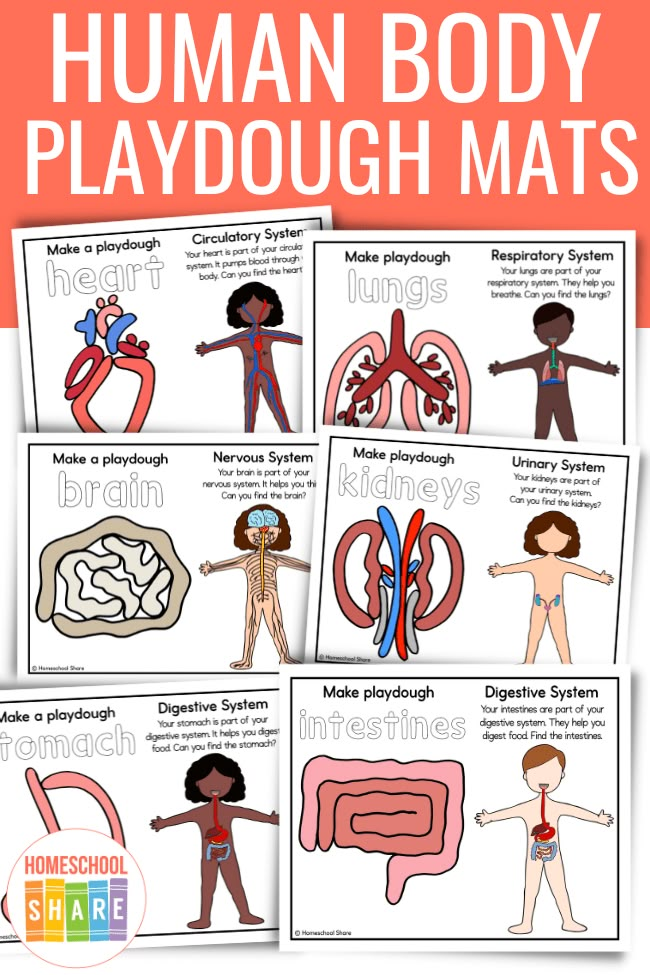 the human body playsdoughmats for kids to learn how to use them