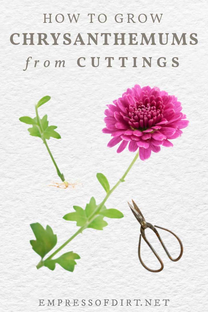 a pink flower sitting on top of a pair of scissors next to a green plant