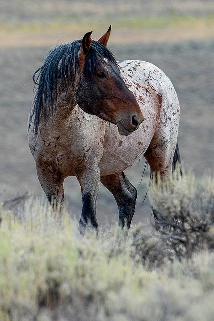 a brown and white horse standing on top of a dry grass covered field next to bushes