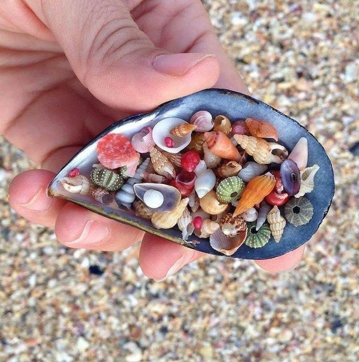 a hand holding a small shell filled with shells and seashells on the beach