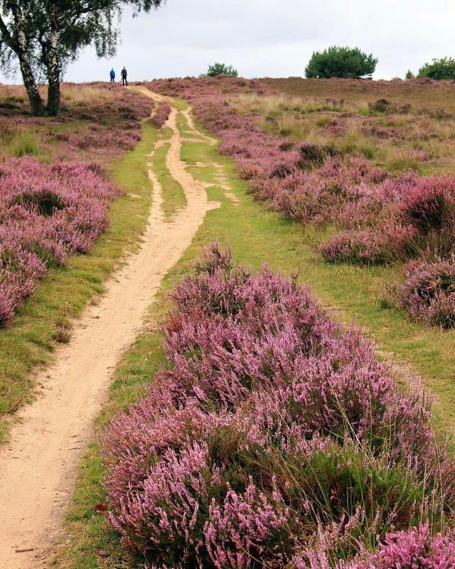 two people walking down a dirt path in the middle of purple flowers on a hill