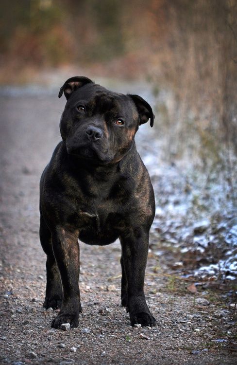 a large black dog standing on top of a dirt road