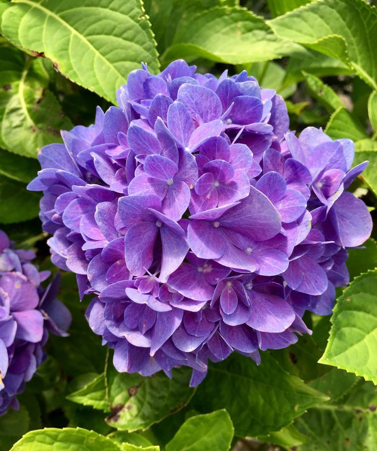 purple flowers with green leaves in the background