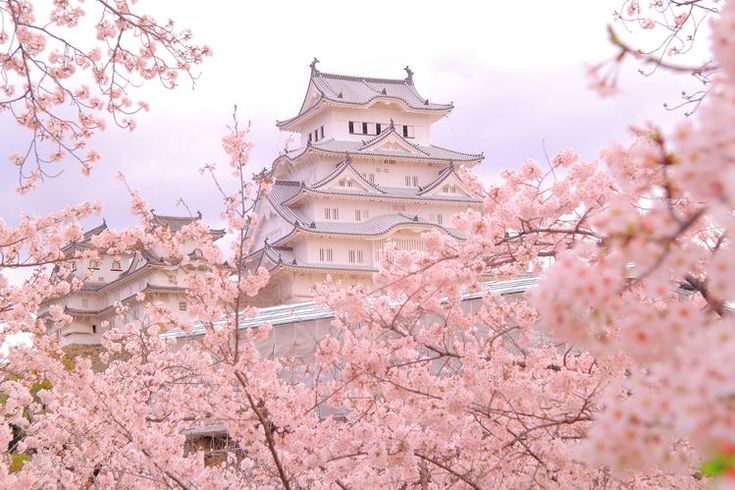 the castle is surrounded by cherry blossom trees