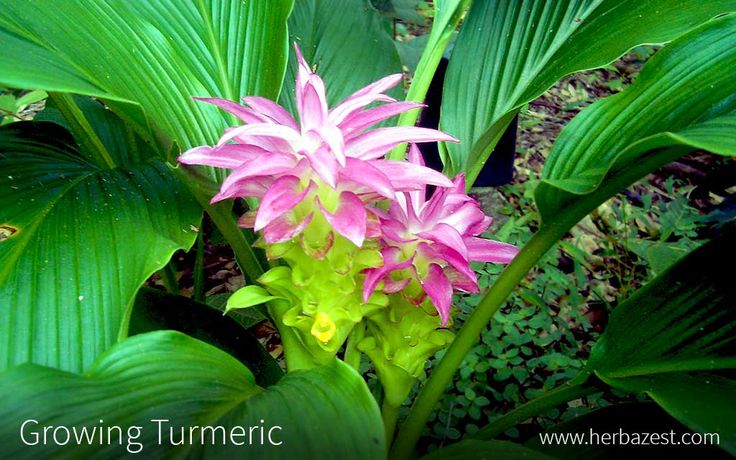 a pink and green flower surrounded by large leafy plants in the background with text overlay