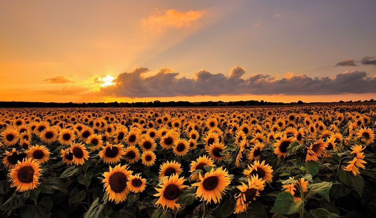 the sun is setting over a large field of sunflowers in front of a cloudy sky