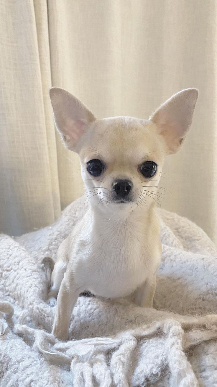 a small white dog sitting on top of a blanket