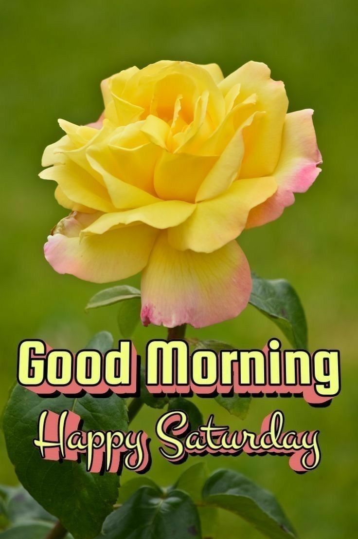 a yellow rose with the words good morning happy saturday written in pink and green lettering