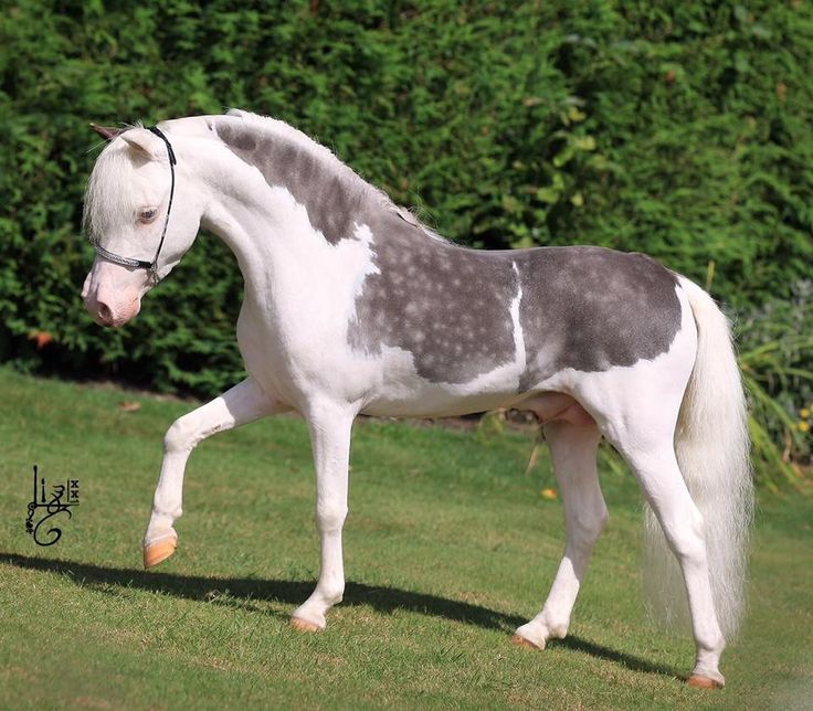 a grey and white horse walking across a lush green field