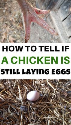 an egg laying on top of hay next to a bird's foot and the words how to tell if a chicken is still laying eggs