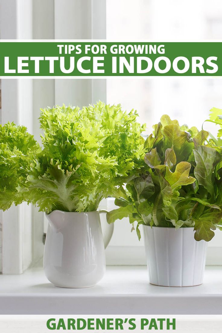 three potted lettuce plants on a window sill with the title tips for growing lettuce indoors