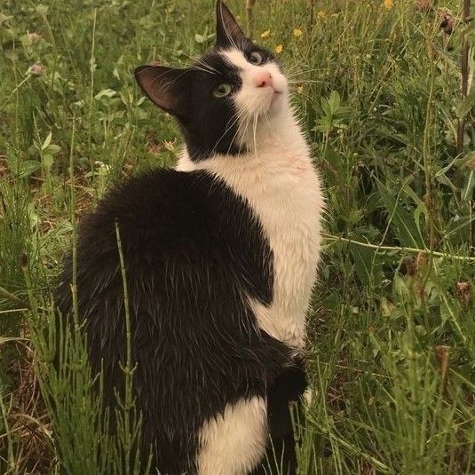 a black and white cat is sitting in the grass looking up at something with its eyes wide open