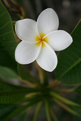 a white flower with yellow center sitting on top of a green leaf covered tree branch