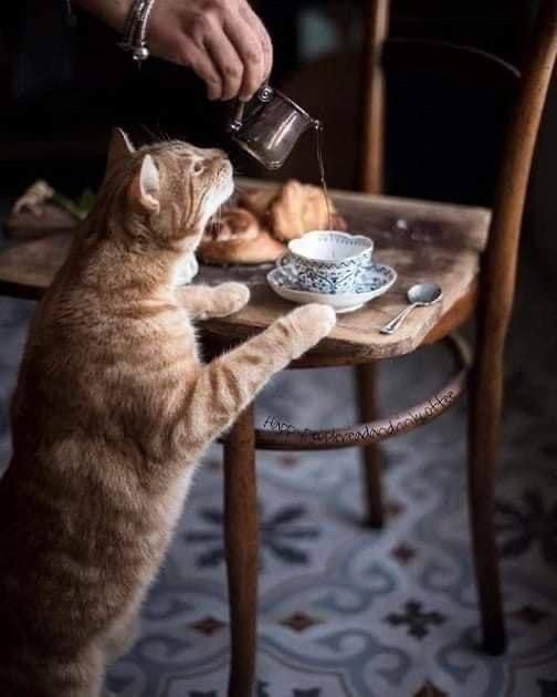 a cat sitting at a table drinking out of a teapot while someone pours it