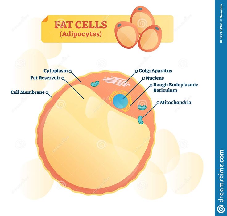 the structure of an animal cell with labels on each side and labeled in blue text