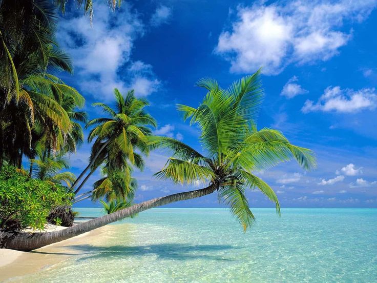 palm trees on the beach with clear blue water